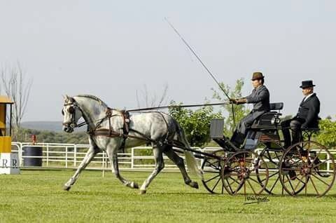 Medalla de bronce en limoneras de la Selección Navarra de Enganches en el Campeonato de España 2017
